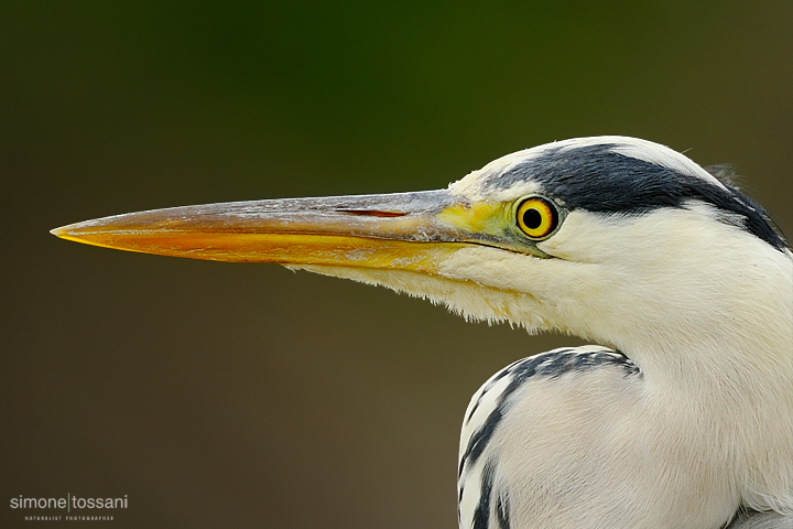 Ardea cinerea  Nikon D3   Nikon 600 f/4 VR   Nikon TC II 1.7x  1/1000 sec  f/6.7  ISO 250 Caccia fotografica uccelli materiale Nikon Simone Tossani