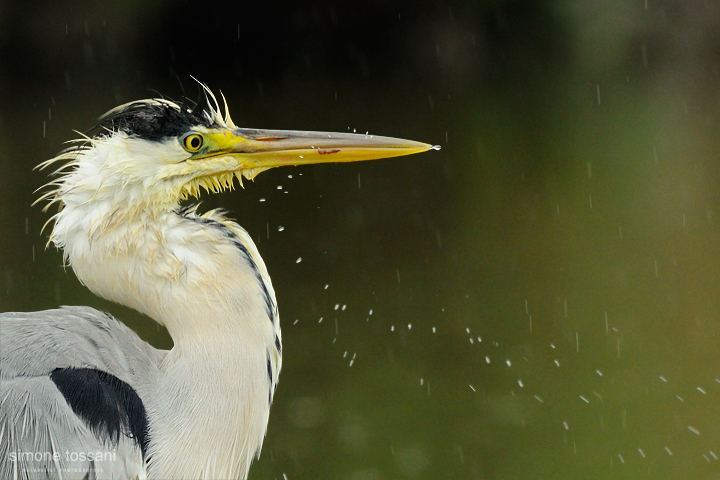 Ardea cinerea  Nikon D3   Nikon 600 f/4 VR   1/800 sec  f/4  ISO 640 Caccia fotografica uccelli materiale Nikon Simone Tossani 