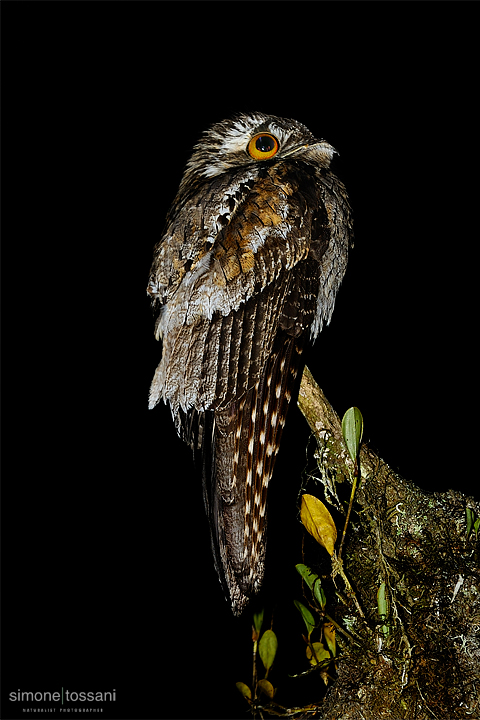 Nyctibius griseus  Nikon D3   Nikon 600 f/4 VR   Nikon SB 900  1/60 sec  f/4  ISO 200 Caccia fotografica uccelli materiale Nikon Simone Tossani