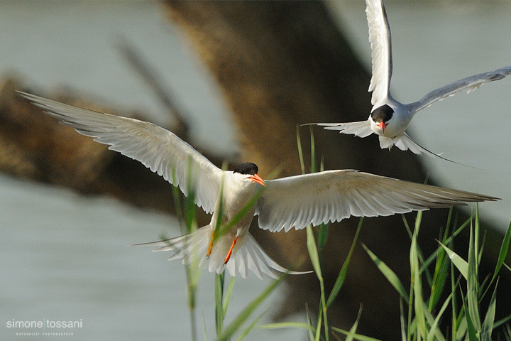 Sterna paradisaea  Nikon D3   Nikon 600 f/4 VR   1/1250 sec  f/4  ISO 400 Caccia fotografica uccelli materiale Nikon Simone Tossani 