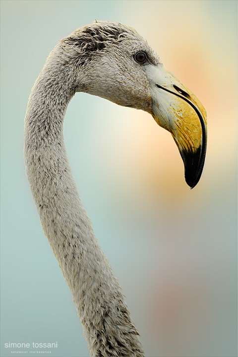 Phoenicopterus roseus   Nikon D3   Nikon 600 f/4 VR   1/1250 sec  f/4.5  ISO 640 Caccia fotografica uccelli materiale Nikon Simone Tossani  