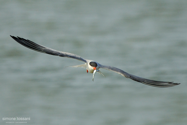 Sterna paradisaea  Nikon D3   Nikon 600 f/4 VR   TC II 1.7x  1/2500 sec  f/6.7  ISO 1600 Caccia fotografica uccelli materiale Nikon Simone Tossani