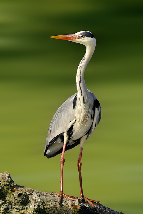 Ardea cinerea   Nikon D3   Nikon 600 f/4 VR   1/1250 sec  f/4  ISO 250 Caccia fotografica uccelli materiale Nikon Simone Tossani