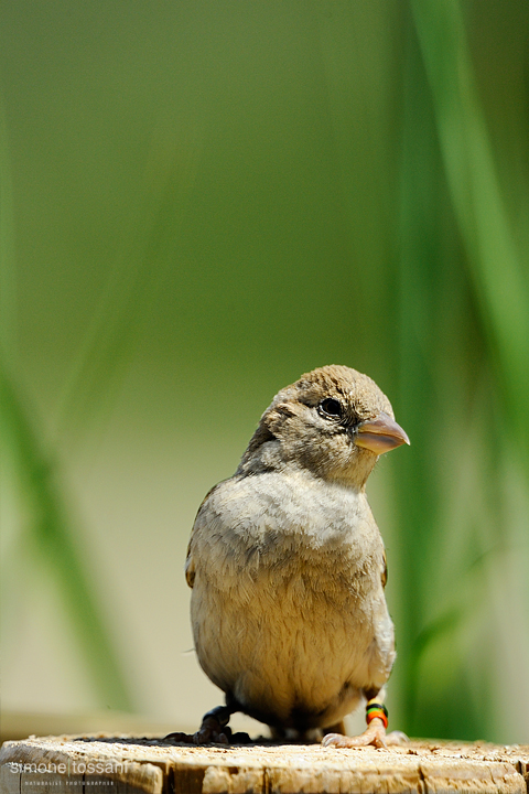 Passer domesticus   Nikon D3   Nikon 600 f/4 VR   Nikon TC 1.7x  1/1250 sec  f/6.7  ISO 250 Caccia fotografica uccelli materiale Nikon Simone Tossani