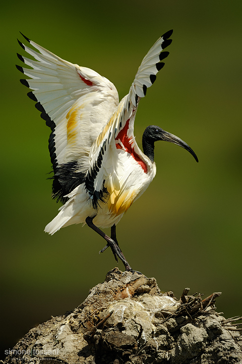 Threskiornis aethiopicus  Nikon D3   Nikon 600 f/4 VR   Nikon TC II 1.7x  1/3200 sec  f/6.7  ISO 200 Caccia fotografica uccelli materiale Nikon Simone Tossani