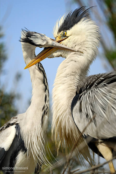 Ardea cinerea   Nikon D3   Nikon 600 f/4 VR   1/3200 sec  f/4.5  ISO 200 Caccia fotografica uccelli materiale Nikon Simone Tossani