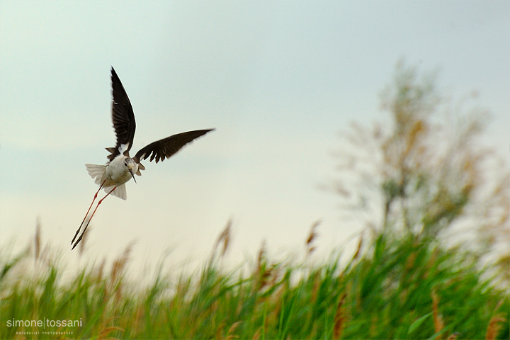 Himantopus himantopus  Nikon D3   Nikon 600 f/4 VR   1/1250 sec  f/4  ISO 400 Caccia fotografica uccelli materiale Nikon Simone Tossani