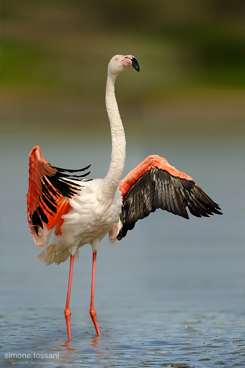 Phoenicopterus roseus  Nikon D3   Nikon 600 f/4 VR   1/3200 sec  f/4.5  ISO 200 Caccia fotografica uccelli materiale Nikon Simone Tossani