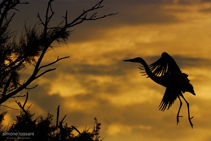 Ardea cinerea  Nikon D3   Nikon 600 f/4 VR   1/1000 sec  f/4  ISO 800 Caccia fotografica uccelli materiale Nikon Simone Tossani