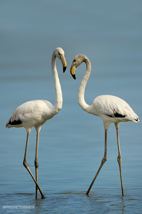 Phoenicopterus roseus  Nikon D3   Nikon 600 f/4 VR   1/1600 sec  f/7.1  ISO 200 Caccia fotografica uccelli materiale Nikon Simone Tossani