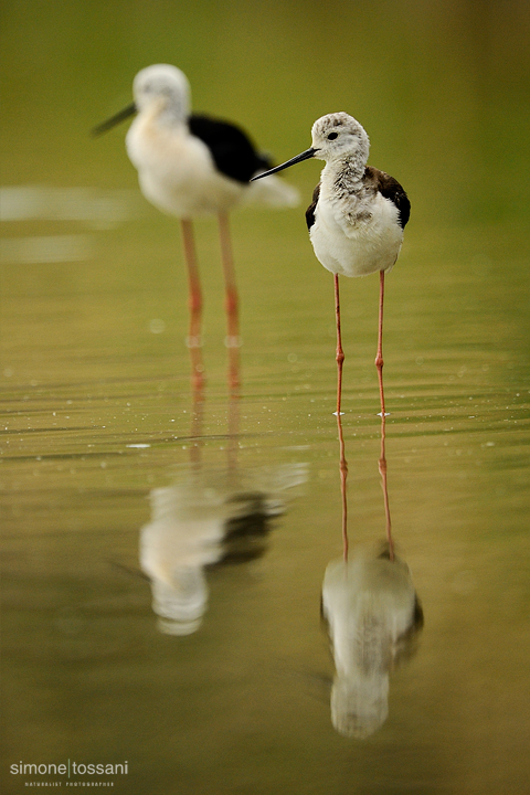 Himantopus himantopus   Nikon D3   Nikon 600 f/4 VR   1/4000 sec  f/4.5  ISO 640 Caccia fotografica uccelli materiale Nikon Simone Tossani