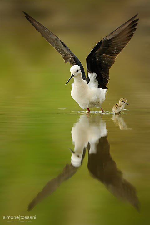 Himantopus himantopus  Nikon D3   Nikon 600 f/4 VR   TC II 1.7x  1/2500 sec  f/7.1  ISO 640 Caccia fotografica uccelli materiale Nikon Simone Tossani