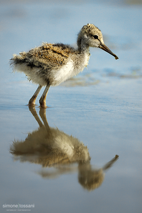 Himantopus himantopus  Nikon D3   Nikon 600 f/4 VR   1/4000 sec  f/4  ISO 400 Caccia fotografica uccelli materiale Nikon Simone Tossani