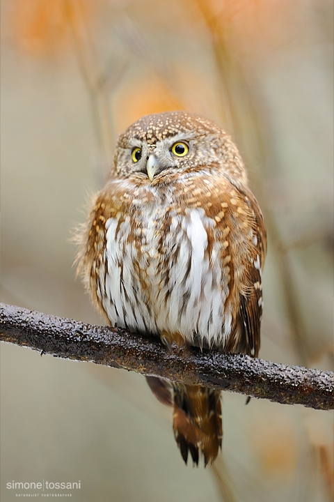 Glaucidium passerinum  Nikon D3   Nikon 600 f/4 VR   1/3200 sec  f/4.5  ISO 200 Caccia fotografica uccelli materiale Nikon Simone Tossani