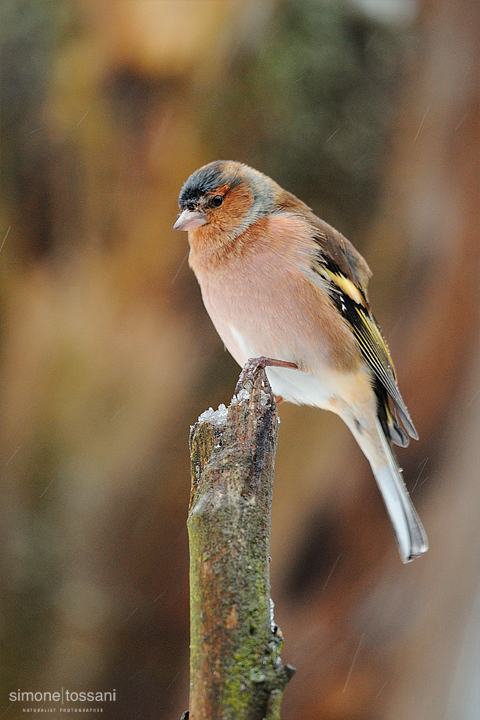 Fringilla coelebs   Nikon D3   Nikon 600 f/4 VR   1/125 sec  f/4  ISO 2500 Caccia fotografica uccelli materiale Nikon Simone Tossani