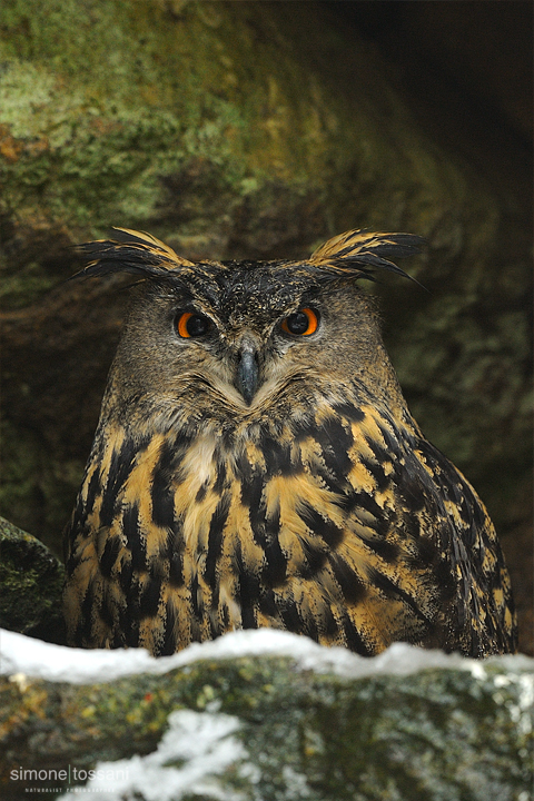 Bubo bubo   Nikon D3   Nikon 600 f/4 VR   TC II 1.7x  1/1000 sec  f/7.1  ISO 640 Caccia fotografica uccelli materiale Nikon Simone Tossani