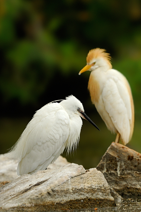 Egretta garzetta  Nikon D3   Nikon 600 f/4 VR   1/125 sec  f/7.1  ISO 400 Caccia fotografica uccelli materiale Nikon Simone Tossani