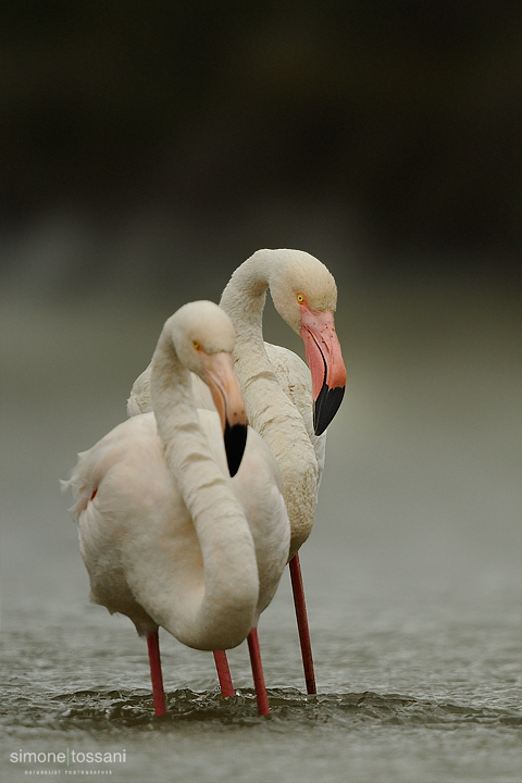 Phoenicopterus roseus   Nikon D3   Nikon 600 f/4 VR   1/1250 sec  f/4.5  ISO 640 Caccia fotografica uccelli materiale Nikon Simone Tossani