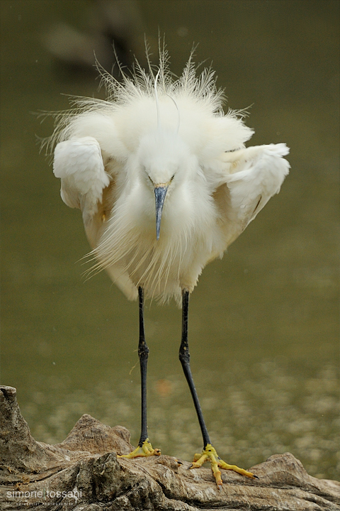 Egretta garzetta  Nikon D3   Nikon 600 f/4 VR   1/1250 sec  f/7.1  ISO 800 Caccia fotografica uccelli materiale Nikon Simone Tossani