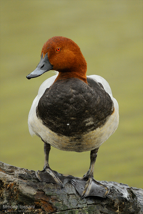 Aythya valisineria  Nikon D3   Nikon 600 f/4 VR   1/1000 sec  f/4  ISO 400 Caccia fotografica uccelli materiale Nikon Simone Tossani