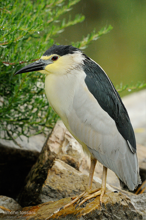 Nycticorax nycticorax  Nikon D3   Nikon 600 f/4 VR   1/8000 sec  f/6.3  ISO 400 Caccia fotografica uccelli materiale Nikon Simone Tossani