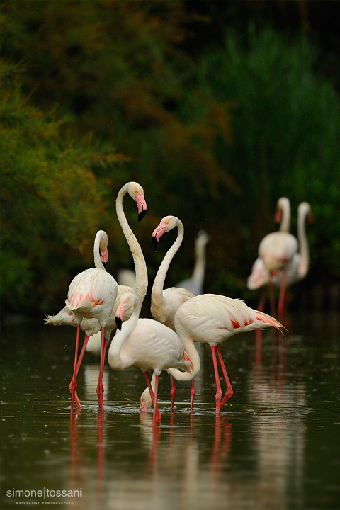 Phoenicopterus roseus   Nikon D3   Nikon 600 f/4 VR   1/800 sec  f/8  ISO 640 Caccia fotografica uccelli materiale Nikon Simone Tossani