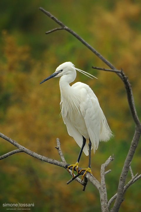 Egretta garzetta  Nikon D3   Nikon 600 f/4 VR   1/1250 sec  f/7.1  ISO 800 Caccia fotografica uccelli materiale Nikon Simone Tossani