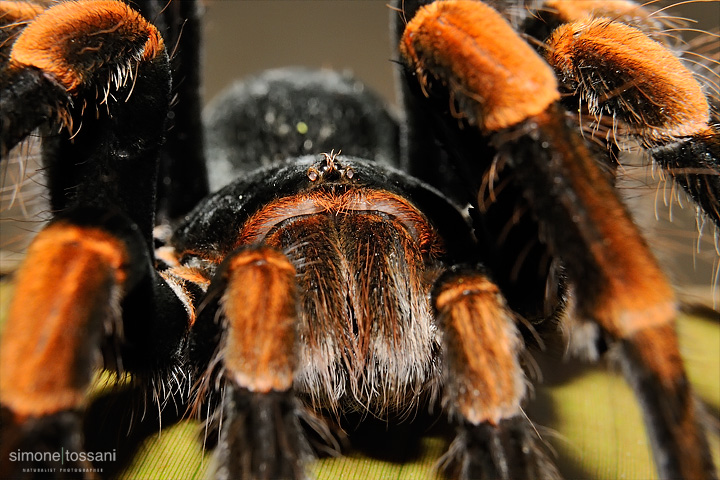 Brachypelma smithi  Nikon D700  Nikon AFS 70/200 f/2.8 VR D  extension ring  1/200 sec  f/8  ISO 800 Macrofotografia di insetti materiale Nikon Simone Tossani