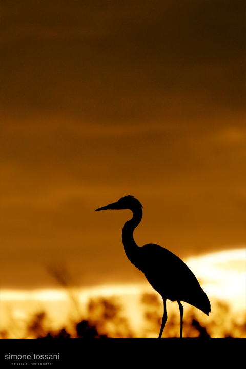 Ardea cinerea  Nikon D3   Nikon 600 f/4 VR   Nikon TC II 1.7x  1/1000 sec  f/6.7  ISO 640 Caccia fotografica uccelli materiale Nikon Simone Tossani 