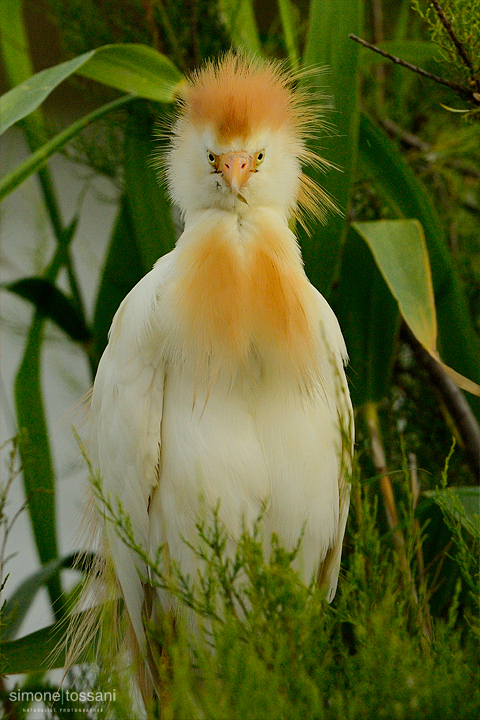 Bubulcus ibis Nikon D3   Nikon 600 f/4 VR   1/2000 sec  f/7.1  ISO 200 Caccia fotografica uccelli materiale Nikon Simone Tossani