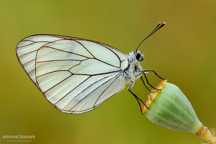 Aporia crataegi   Nikon D3  Nikon Micro AF 200 f/4 D  1/5 sec  f/20  ISO 800 Macrofotografia di insetti materiale Nikon Simone Tossani