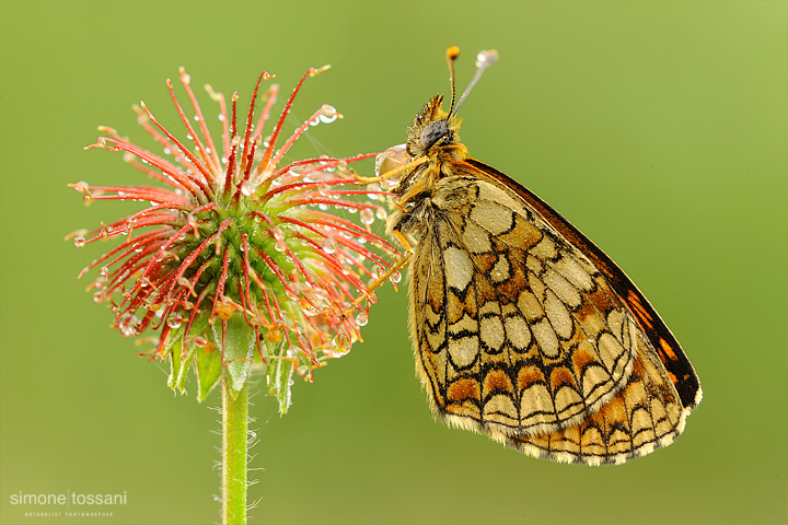 Melitaea athalia    Nikon D3  Nikon Micro AF 200 f/4 D  1/10 sec  f/22  ISO 400 Macrofotografia di insetti materiale Nikon Simone Tossani