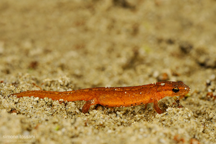 Lissotriton vulgaris   Nikon D3  Nikon Micro AFS 105 f/2.8 VR D  1/60 sec  f/20  ISO 250 Macrofotografia di insetti materiale Nikon Simone Tossani