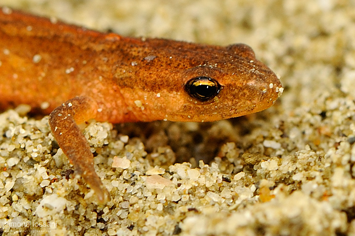 Lissotriton vulgaris   Nikon D3  Nikon Micro AFS 105 f/2.8 VR D  1/60 sec  f/20  ISO 250 Macrofotografia di insetti materiale Nikon Simone Tossani