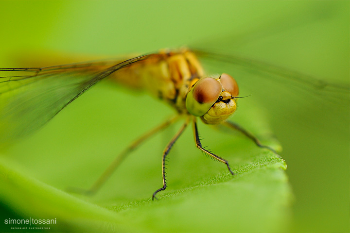 Sympetrum sanguineum   Nikon D3  Nikon Micro AF 105 f/2.8 VR D  1/25 sec  f/8  ISO 200 Macrofotografia di insetti materiale Nikon Simone Tossani