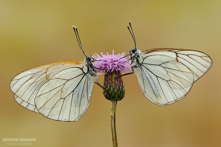 Aporia crataegi  Nikon D3  Nikon Micro AF 200 f/4 D  1/5 sec  f/20  ISO 200 Macrofotografia di insetti materiale Nikon Simone Tossani