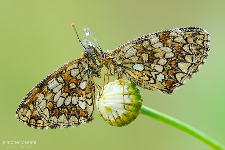 Melitaea athalia   Nikon D3  Nikon Micro AF 200 f/4 D  1/25 sec  f/22  ISO 500 Macrofotografia di insetti materiale Nikon Simone Tossani