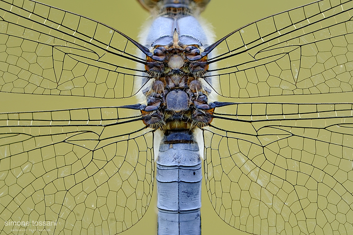 Orthetrum brunneum   Nikon D3  Nikon Micro AF 200 f/4 D  1 sec  f/20  ISO 200 Macrofotografia di insetti materiale Nikon Simone Tossani