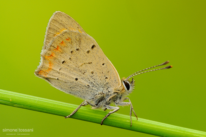 Lycaena phlaeas  Nikon D3  Nikon Micro AF 200 f/4 D  1/13 sec  f/16  ISO 200 Macrofotografia di insetti materiale Nikon Simone Tossani