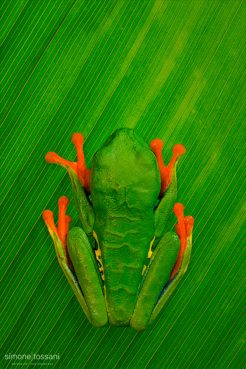 Agalychnis callidryas  Nikon D3  60 Micro Nikkor AF f/2.8 D  SB R200  1/125 sec  f/10  ISO 1000  Lite Panel MicroPro Macrofotografia di insetti materiale Nikon Simone Tossani