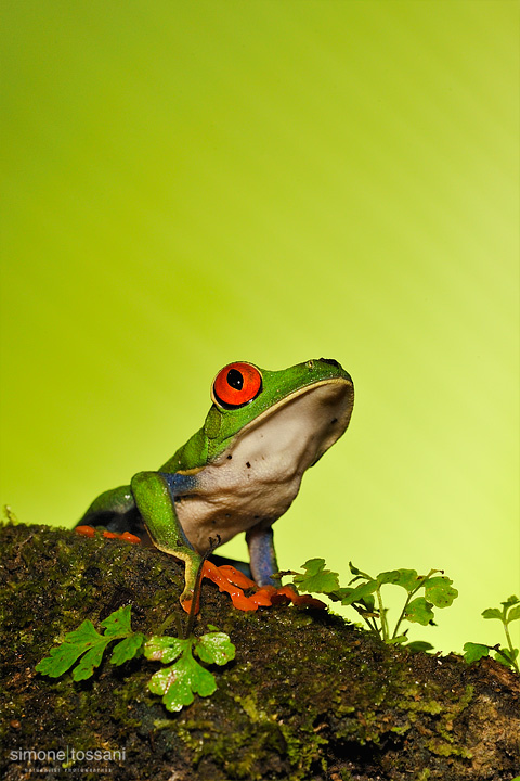 Agalychnis callidryas   Nikon D3  Nikon Micro AF 200 f/4 D  1/25 sec  f/16  ISO 1000  Lite Panel MicroPro Macrofotografia di insetti materiale Nikon Simone Tossani
