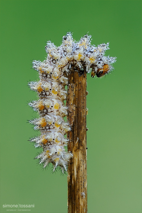 Melitaea didyma  Nikon D3  Nikon Micro AF 200 f/4 D  1 sec  f/16  ISO 400  Lite Panel MicroPro Macrofotografia di insetti materiale Nikon Simone Tossani