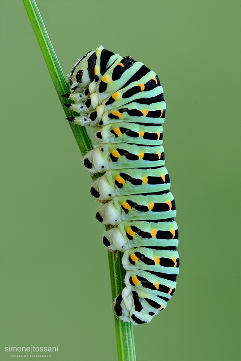 Papilio machaon  Nikon D3  Nikon Micro AF 200 f/4 D  1/10 sec  f/8  ISO 200 Macrofotografia di insetti materiale Nikon Simone Tossani