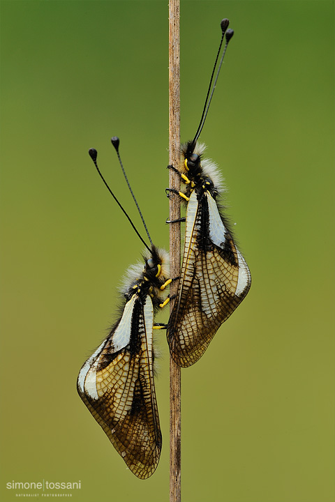 Ascalaphidae libelloides    Nikon D3  Nikon Micro AF 200 f/4 D  1/13 sec  f/16  ISO 200  Lite Panel PRO Macrofotografia di insetti materiale Nikon Simone Tossani