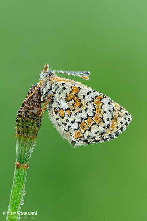 Melitaea cinxia   Nikon D3  Nikon Micro AF 200 f/4 D  1/4 sec  f/22  ISO 200 Macrofotografia di insetti materiale Nikon Simone Tossani