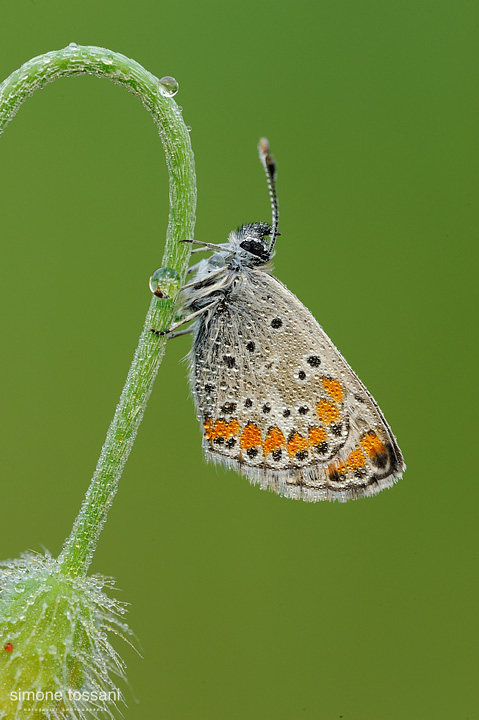 Polyommatus (meleageria) bellargus    Nikon D3  Nikon Micro AF 200 f/4 D  1/5 sec  f/22  ISO 200 Macrofotografia di insetti materiale Nikon Simone Tossani