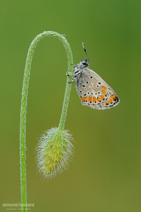 Polyommatus (meleageria) bellargus   Nikon D3  Nikon Micro AF 200 f/4 D  1,6 sec  f/18  ISO 200 Macrofotografia di insetti materiale Nikon Simone Tossani