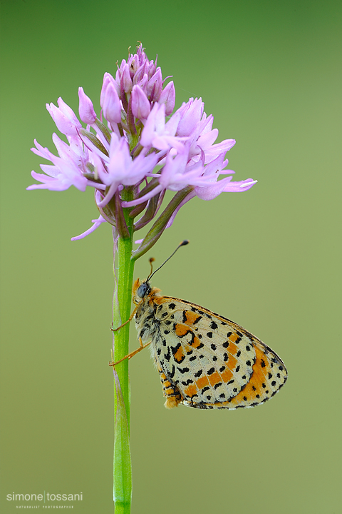 Melitaea didyma   Nikon D3  Nikon Micro AF 200 f/4 D  1/10 sec  f/22  ISO 200 Macrofotografia di insetti materiale Nikon Simone Tossani
