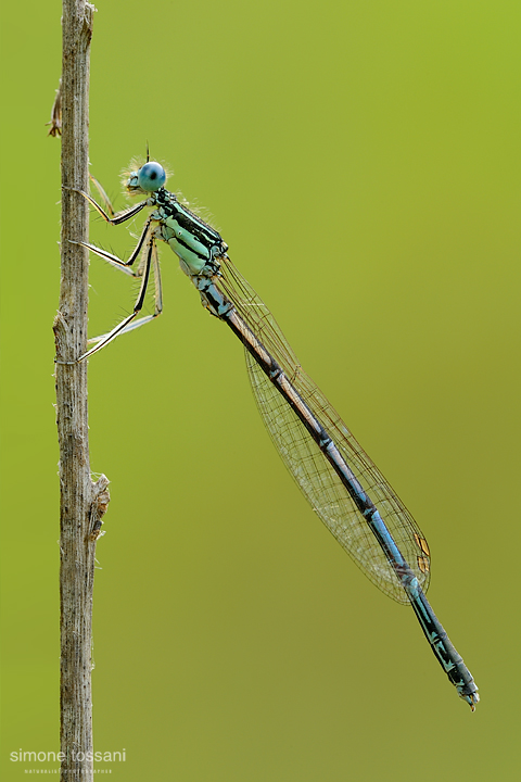 Platycnemis pennipes   Nikon D3  Nikon Micro AF 200 f/4 D  1/5 sec  f/20  ISO 800 Macrofotografia di insetti materiale Nikon Simone Tossani 