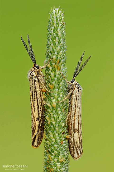 Coscinia striata   Nikon D3  Nikon Micro AF 200 f/4 D  1/40 sec  f/20  ISO 640 Macrofotografia di insetti materiale Nikon Simone Tossani  